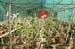 Orchids at flowering stage