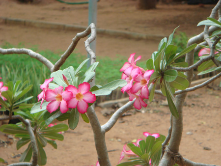 Adenium