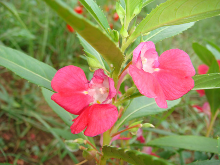 Balsam