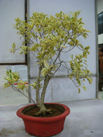 Ficus benjamina