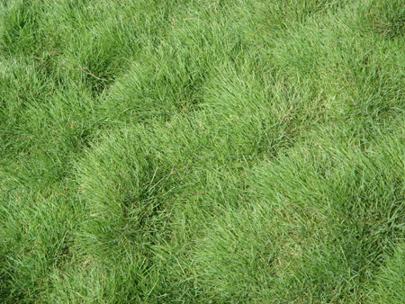 Hariyali grass