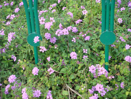 Lantana camera