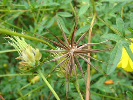 Matured cosmos seed stalk