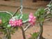 Adenium