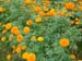 African marigold - orange