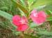 Balsam