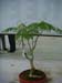 Delonix regia