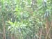 Dracaena