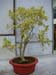 Ficus benjamina
