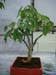 Ficus religiosa