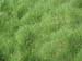 Hariyali grass