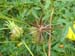 Matured cosmos seed stalk