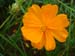 Orange cosmos