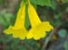 Tecoma stans