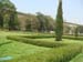Thuja with edges