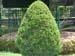 Topiary with thuja
