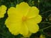 Yellow cosmos