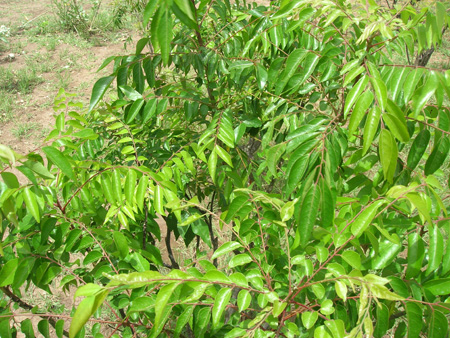 Curry Leaf