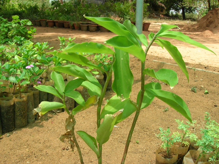 Kostum-Insulin Plant