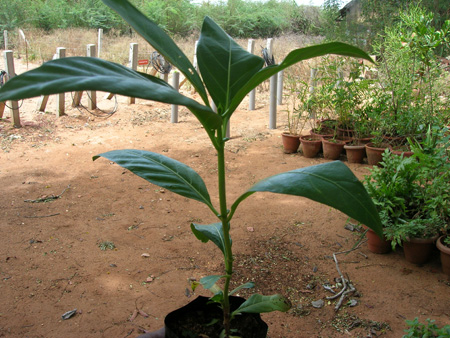 Noni