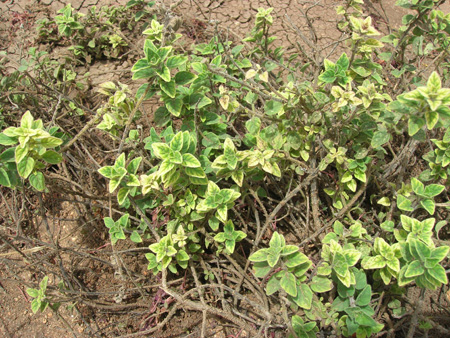 Oregano