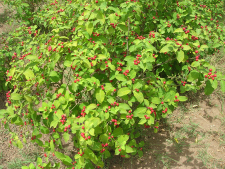 Rauvolfia tetraphylla