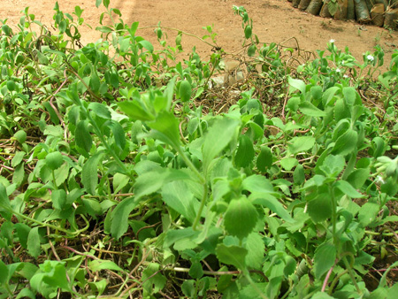 Seeni thulasi