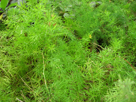 Thanneer vittan Kilangu- Asparagus