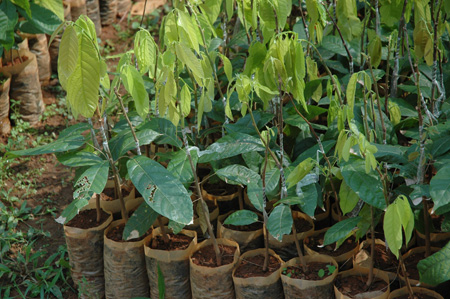 Cocoa graft II