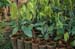 Cocoa graft II