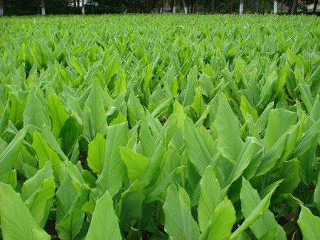 Turmeric field view