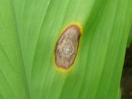 Turmeric leafspot