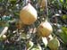 Nutmeg - different stages of fruit maturity