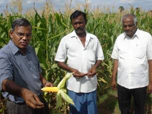 Maize field view