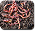 vermicompost