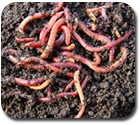 vermicompost