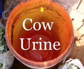 cow urine