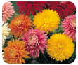 Chrysanthemum