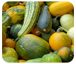 Cucurbits