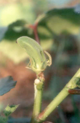 shoot and fruit borer