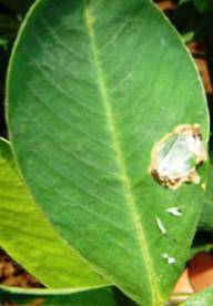 leaf miner