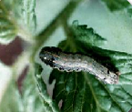 tobacco caterpillar