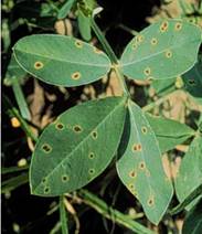 Early leaf spot showing typical yello halo on the upper surface of the leaves