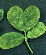 Chlorotic rings on leaves