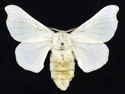 Different Types Of Silk And Silkworms In India