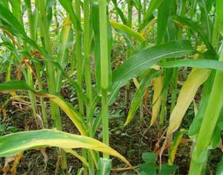 Corn-N