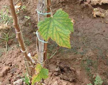Grapes-Mg