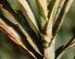 Sugarcane-Mg