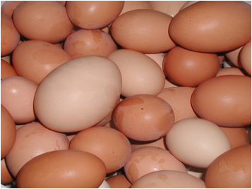 eggs