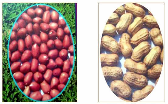 Groundnut